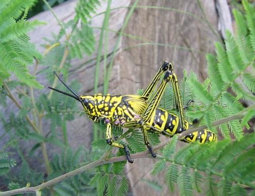 Green Milkweed Locust