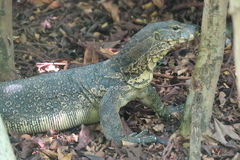 Varanus salvator