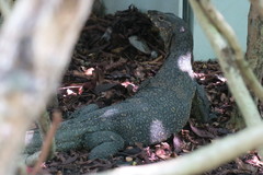 Varanus salvator