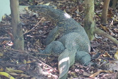 Varanus salvator