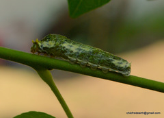 Papilionidae