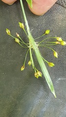 Luzula acuminata acuminata