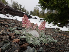Lupinus constancei