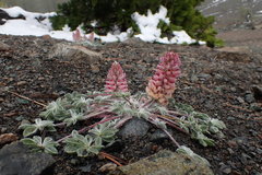 Lupinus constancei