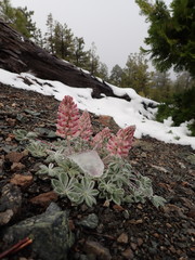 Lupinus constancei