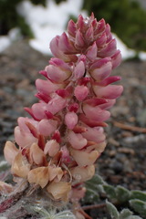 Lupinus constancei