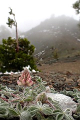Lupinus constancei