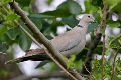Streptopelia decaocto
