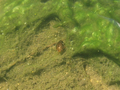 Laccophilus maculosus