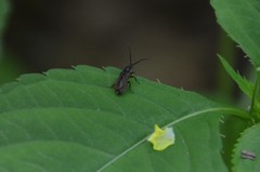 Omalisus fontisbellaquei