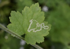 Phytomyza tiarellae