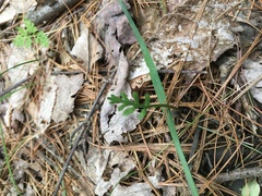 Botrychium matricariifolium