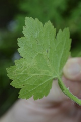 Phytomyza tiarellae