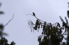 Petroica macrocephala