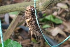 Troides helena cerberus