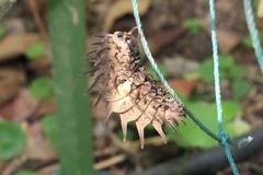 Troides helena cerberus