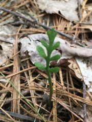 Botrychium matricariifolium