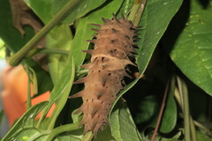 Troides helena cerberus