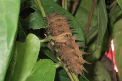 Troides helena cerberus