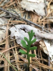 Botrychium matricariifolium