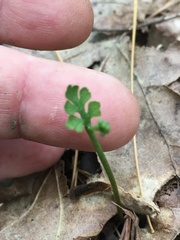 Botrychium matricariifolium