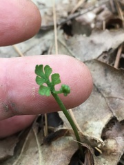 Botrychium matricariifolium