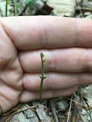 Botrychium matricariifolium