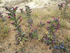 Echium tuberculatum