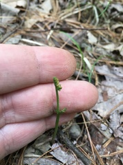 Botrychium matricariifolium