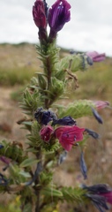 Echium tuberculatum