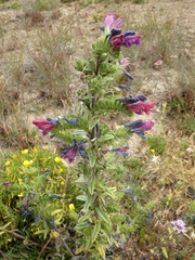 Echium tuberculatum