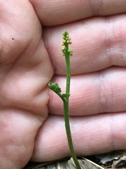 Botrychium matricariifolium