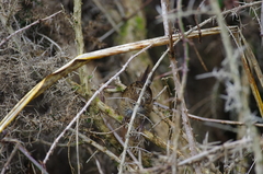 Poodytes punctatus punctatus