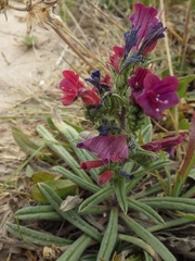 Echium tuberculatum