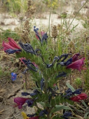 Echium tuberculatum