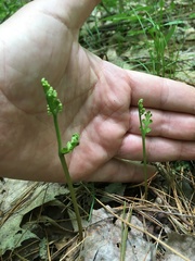 Botrychium matricariifolium
