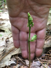 Botrychium matricariifolium