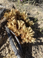 Aphyllon californicum feudgei