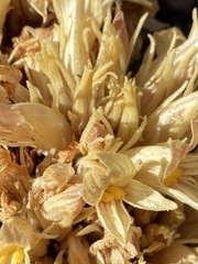 Aphyllon californicum feudgei