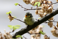 Cyanistes caeruleus