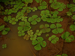 Marsilea polycarpa