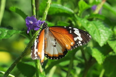 Danaus chrysippus chrysippus