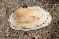 Barbatia foliata