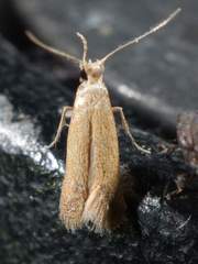 Tischeria quercitella