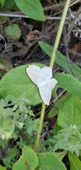 Scopula quinquelinearia