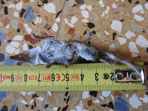 Crocidura leucodon