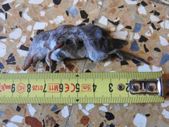 Crocidura leucodon
