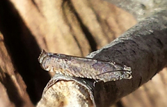 Pseudexentera vaccinii