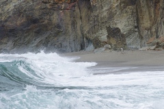 Eudyptes pachyrhynchus