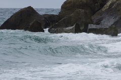 Eudyptes pachyrhynchus